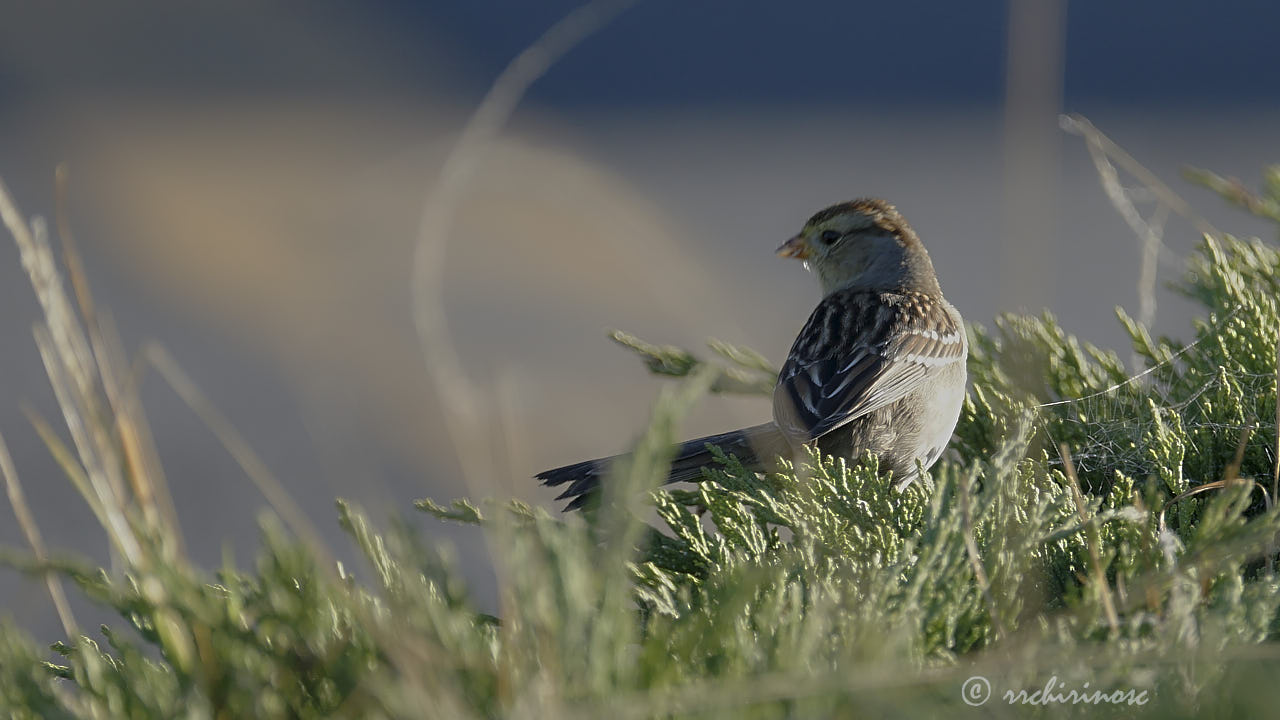 White-crowned sparrow