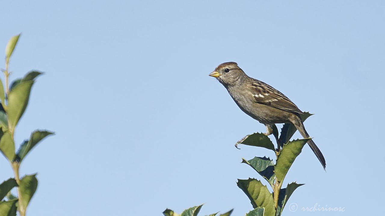 White-crowned sparrow