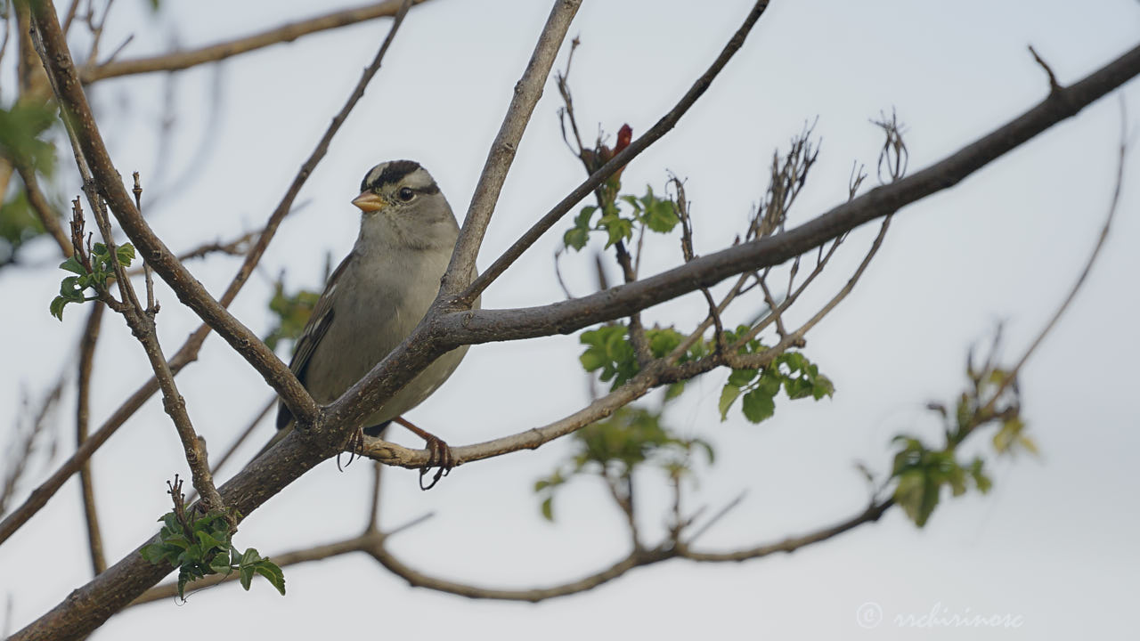 White-crowned sparrow