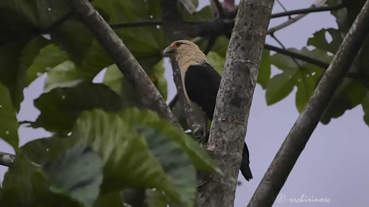 Yellow-headed caracara