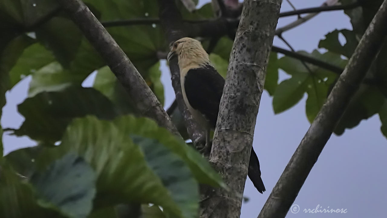 Yellow-headed caracara