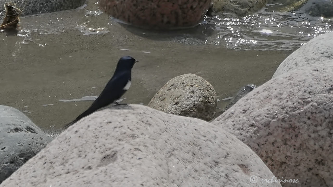 White-banded swallow