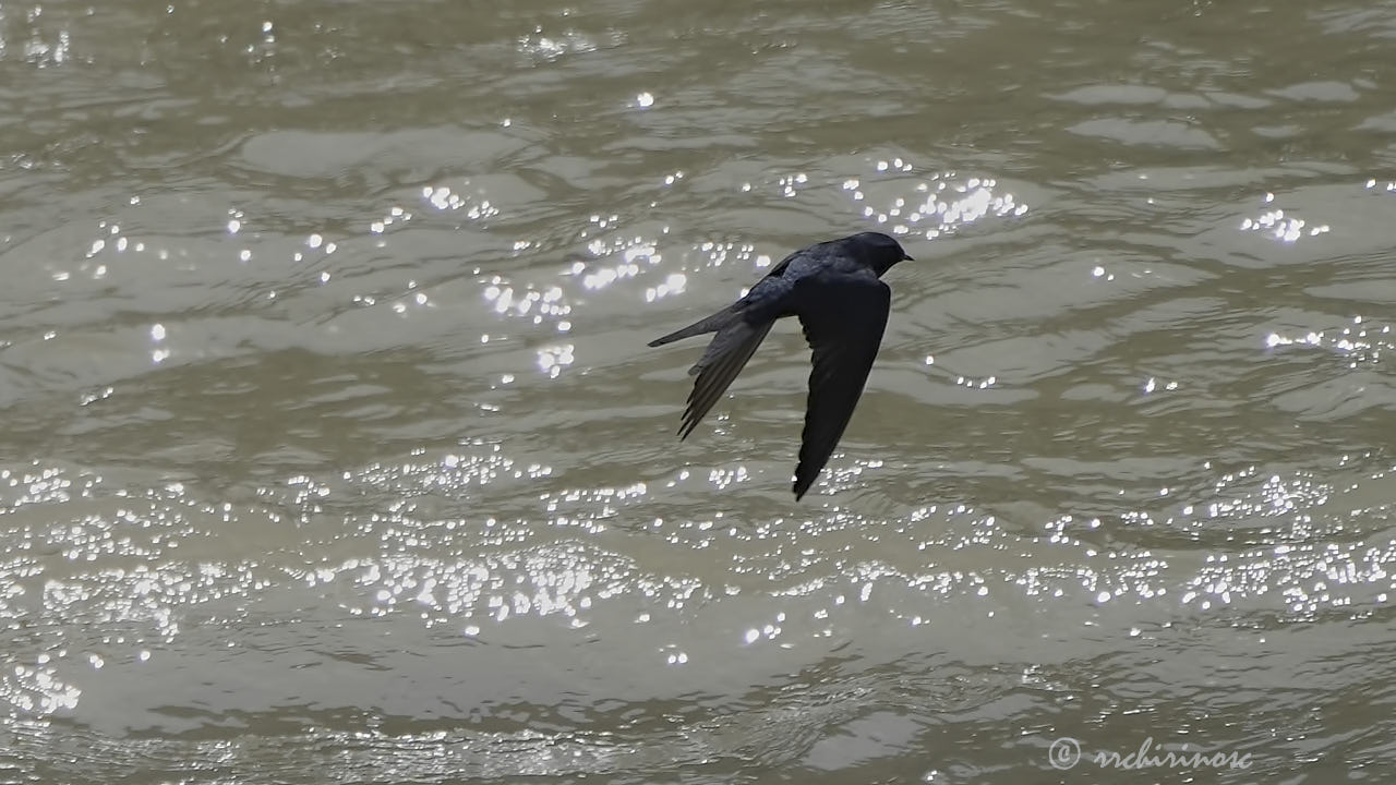 White-banded swallow