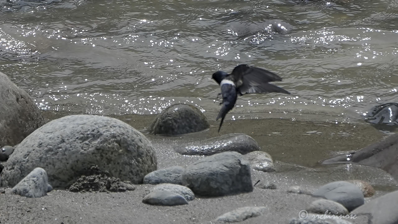 White-banded swallow