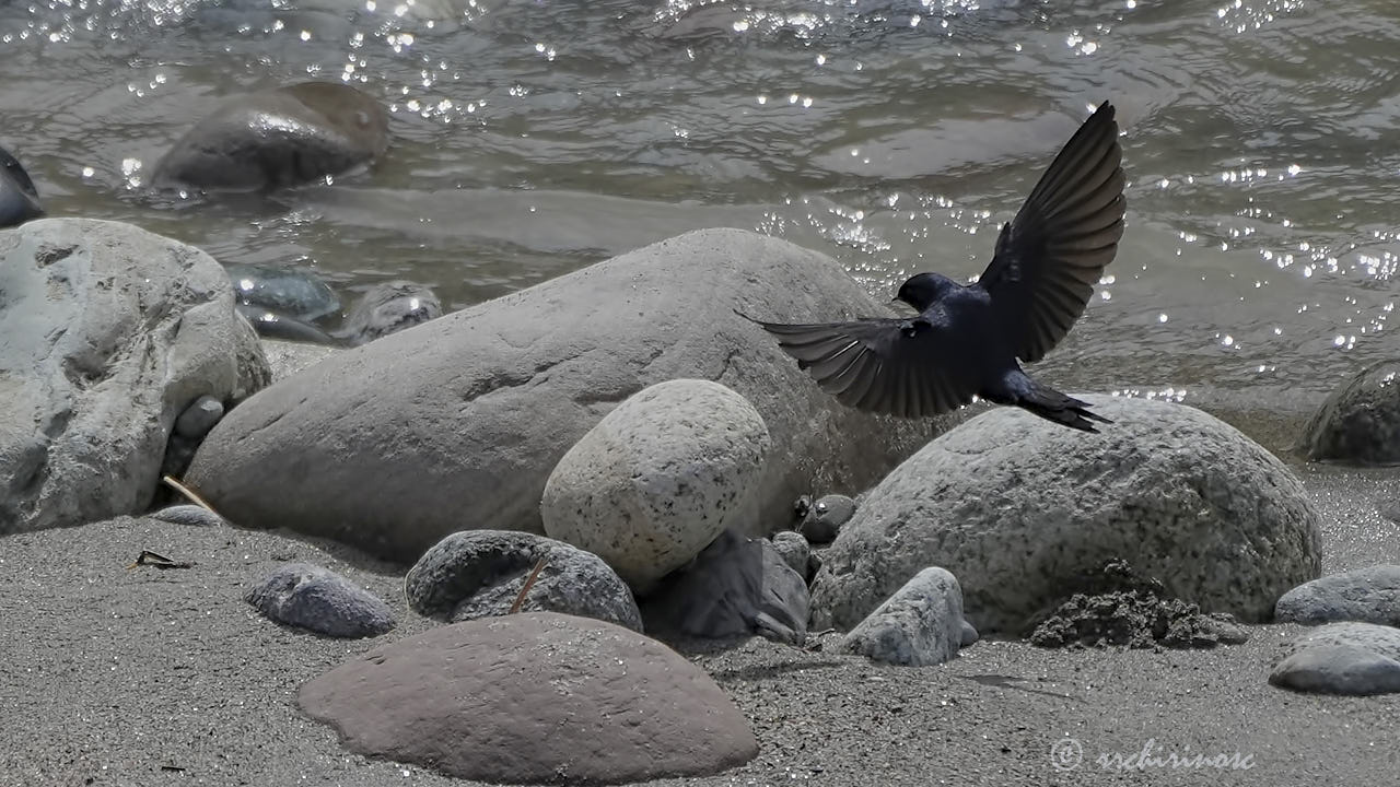 White-banded swallow