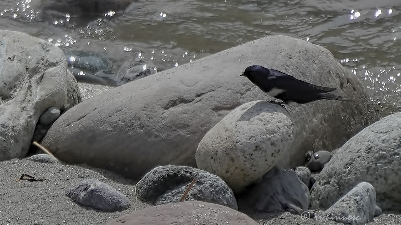 White-banded swallow