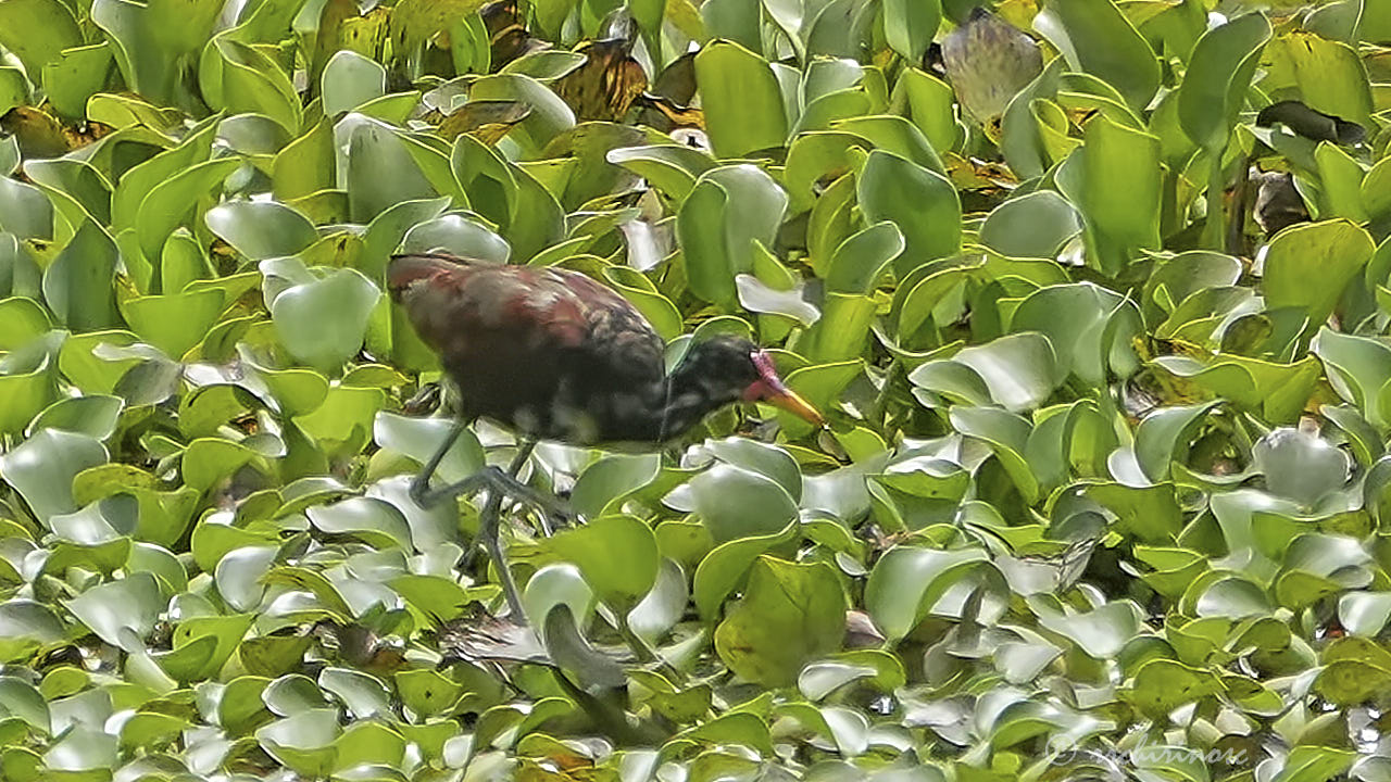 Wattled jacana