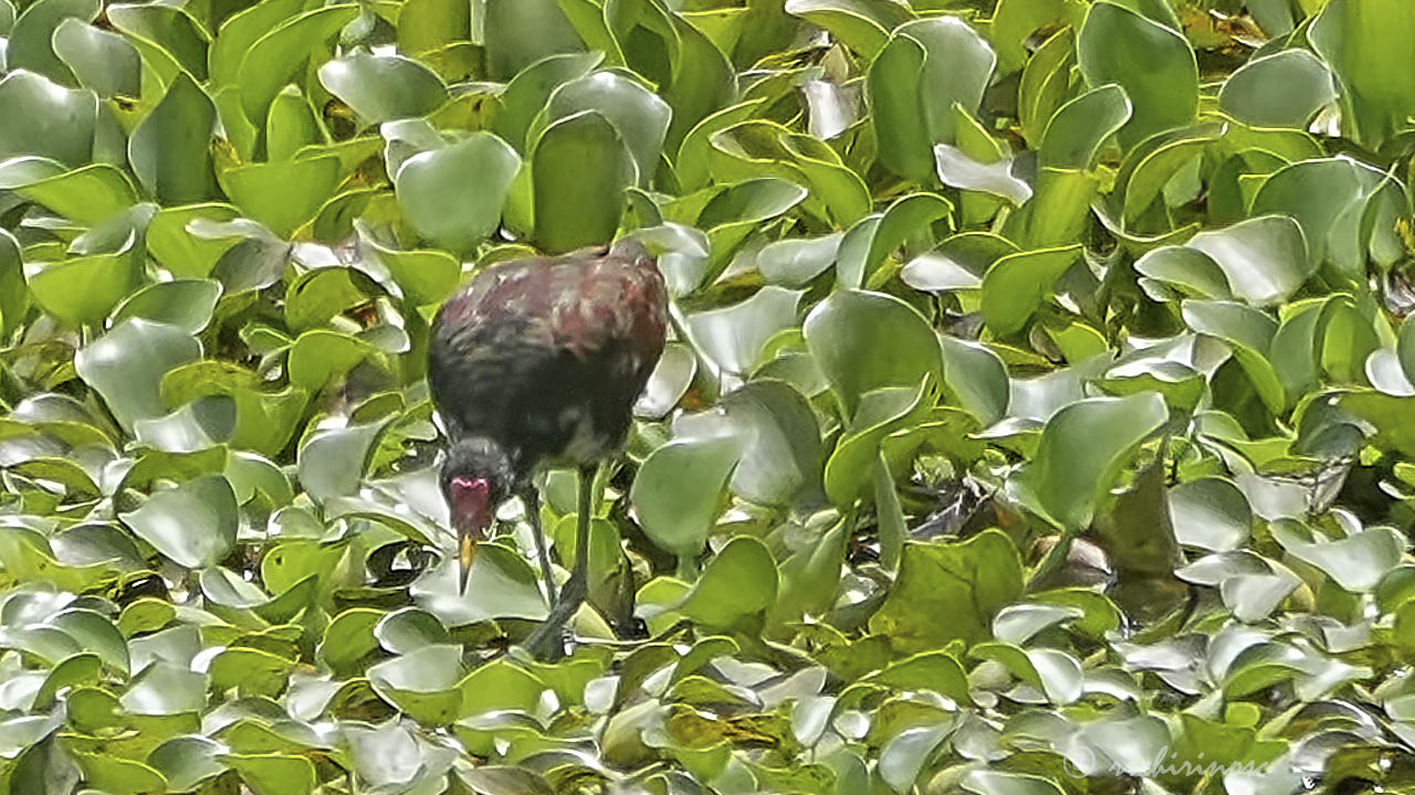 Wattled jacana