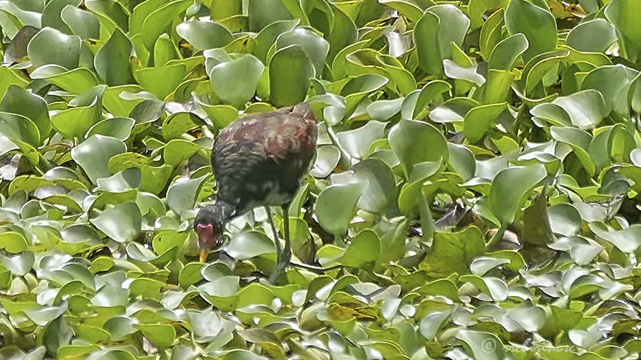 Wattled jacana