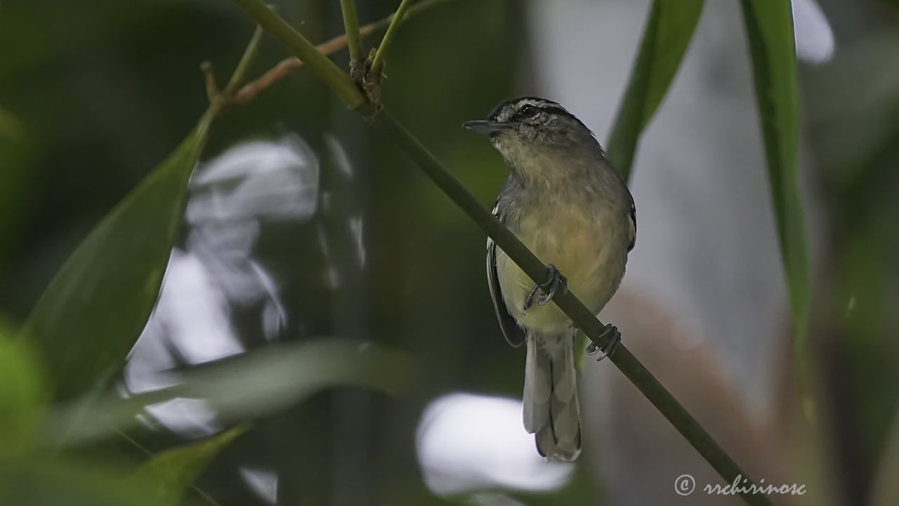 Creamy-bellied antwren