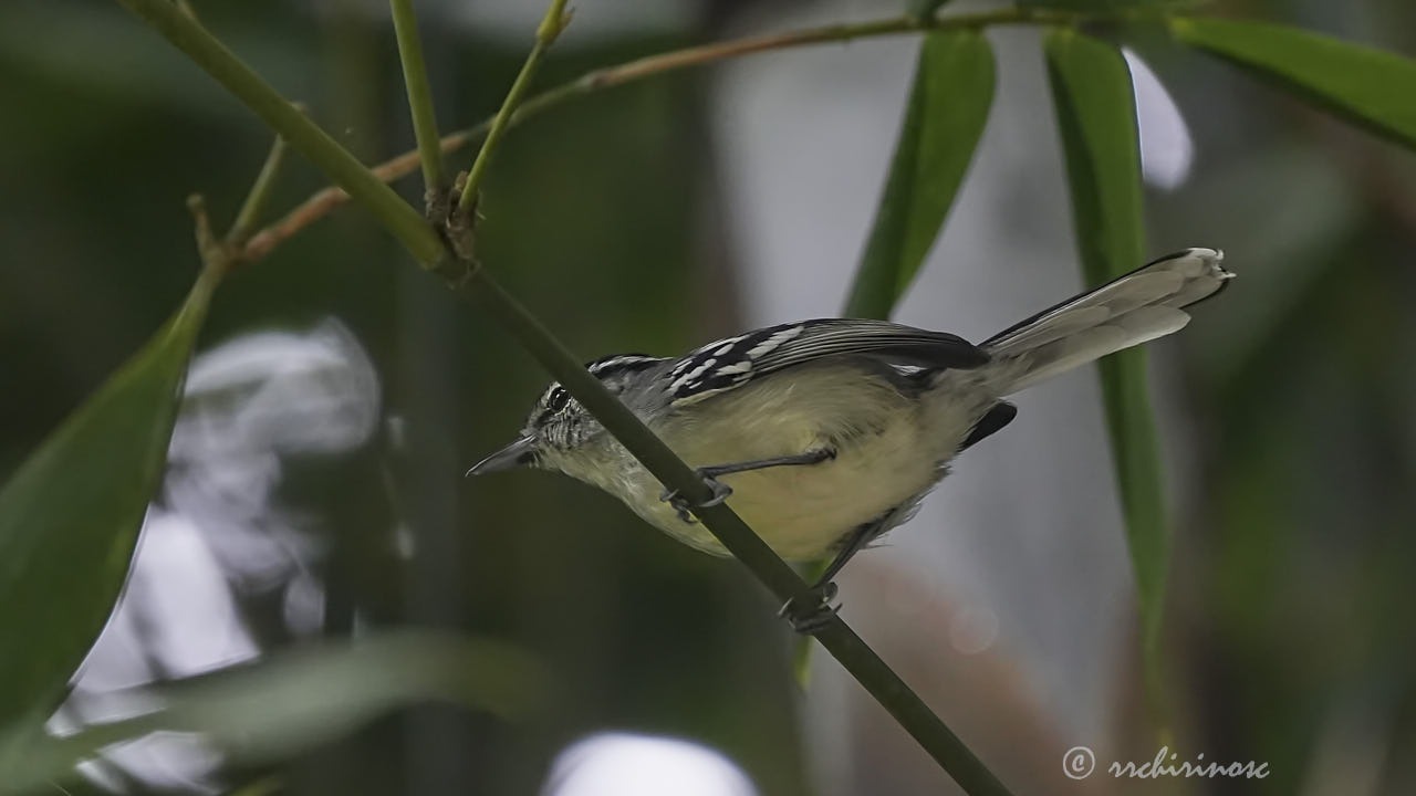 Creamy-bellied antwren