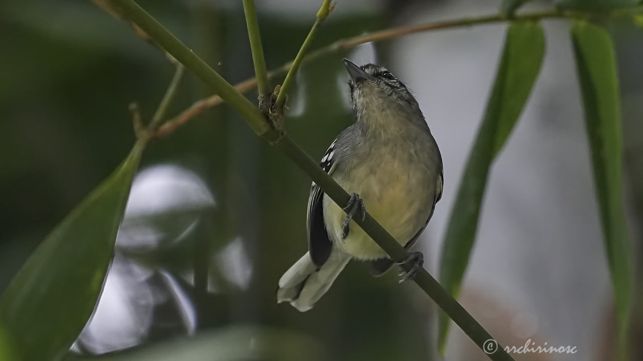 Creamy-bellied antwren