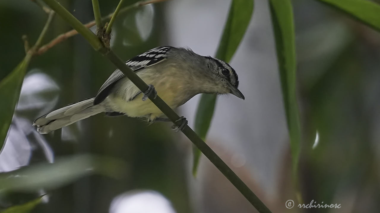 Creamy-bellied antwren