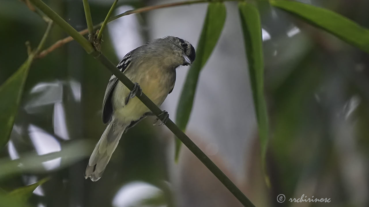 Creamy-bellied antwren