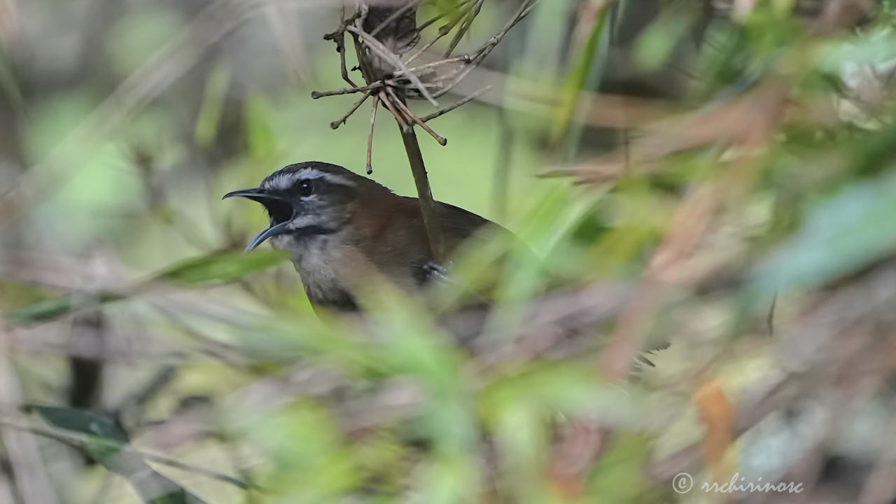 Mantaro wren