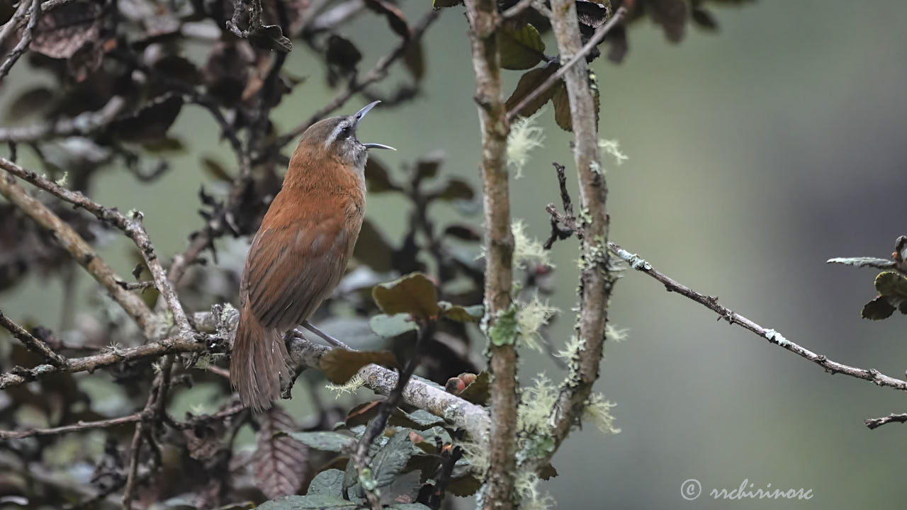 Mantaro wren