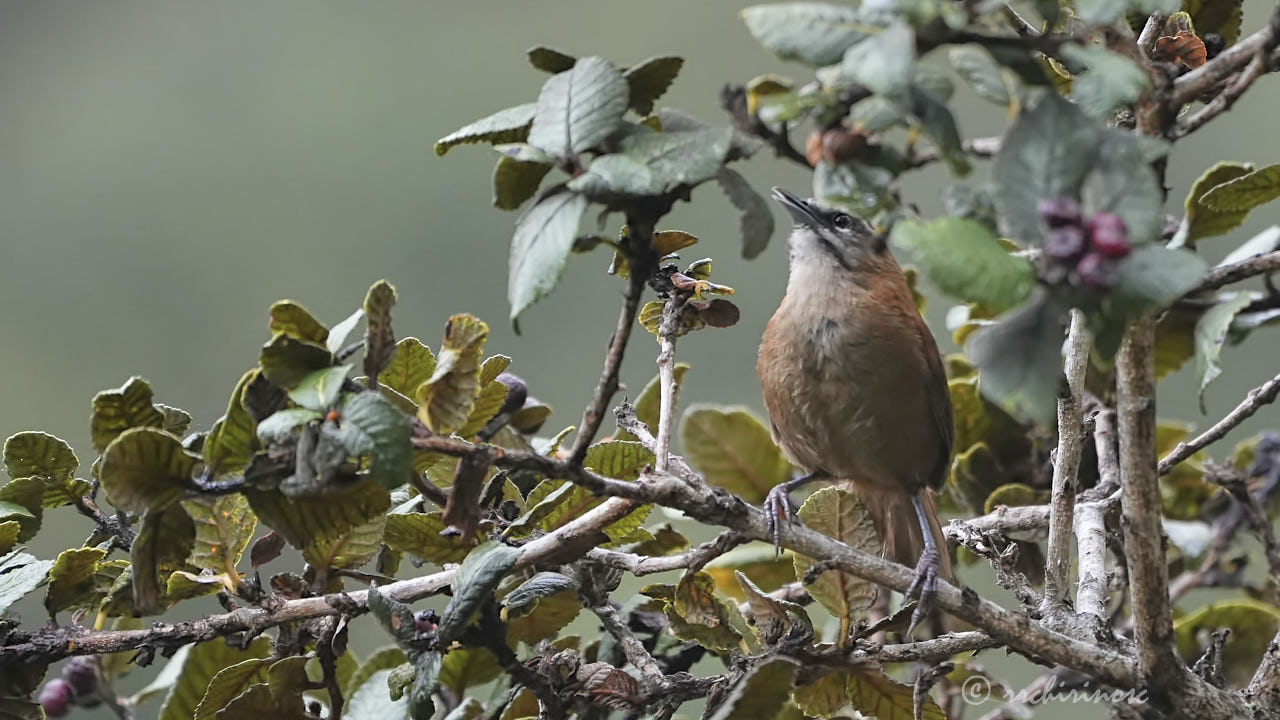 Mantaro wren