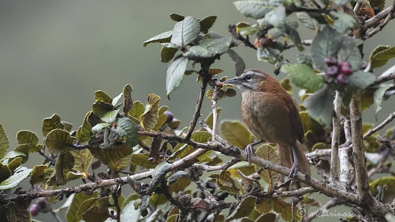 Mantaro wren