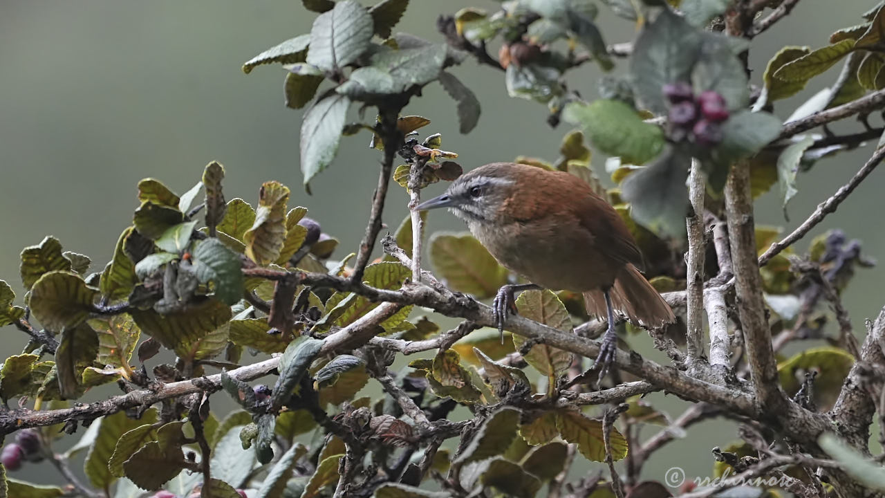 Mantaro wren