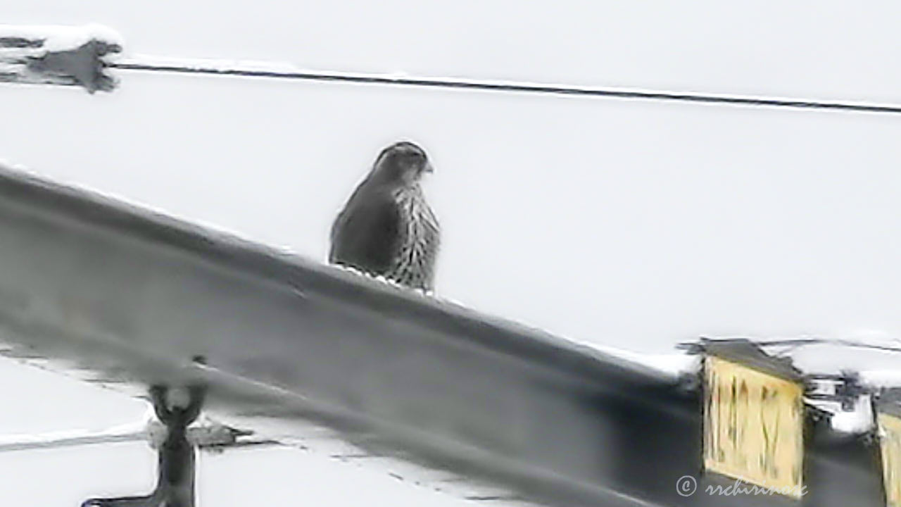 Gyrfalcon