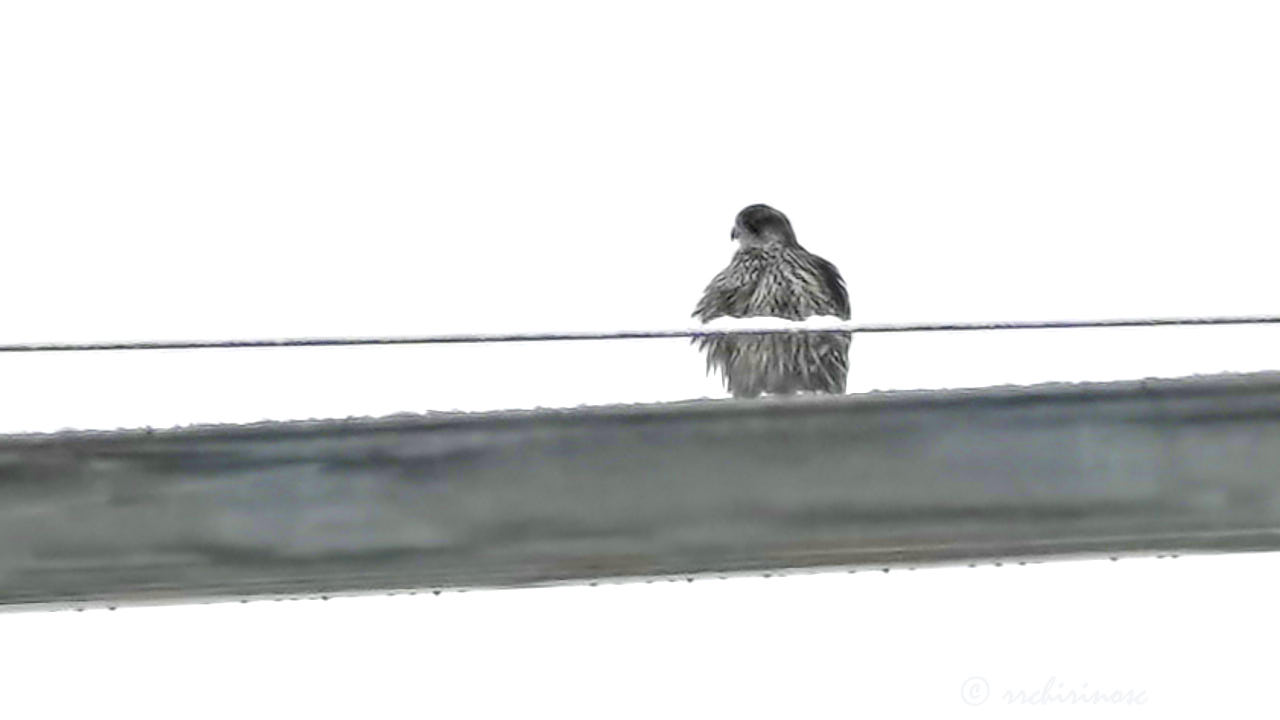 Gyrfalcon