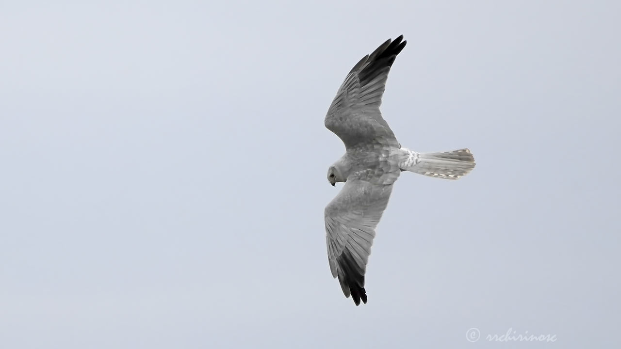 Pallid harrier