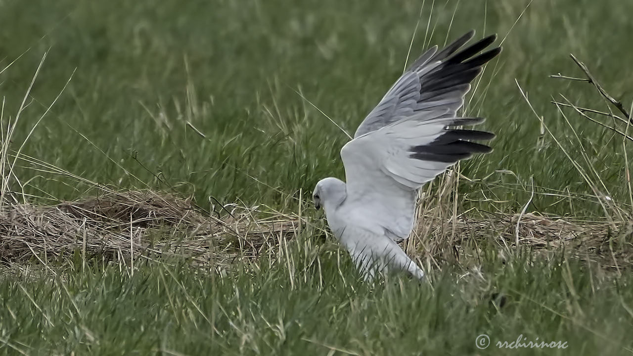 Pallid harrier