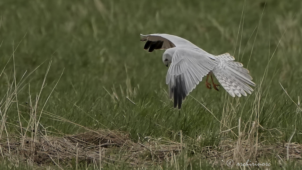 Pallid harrier