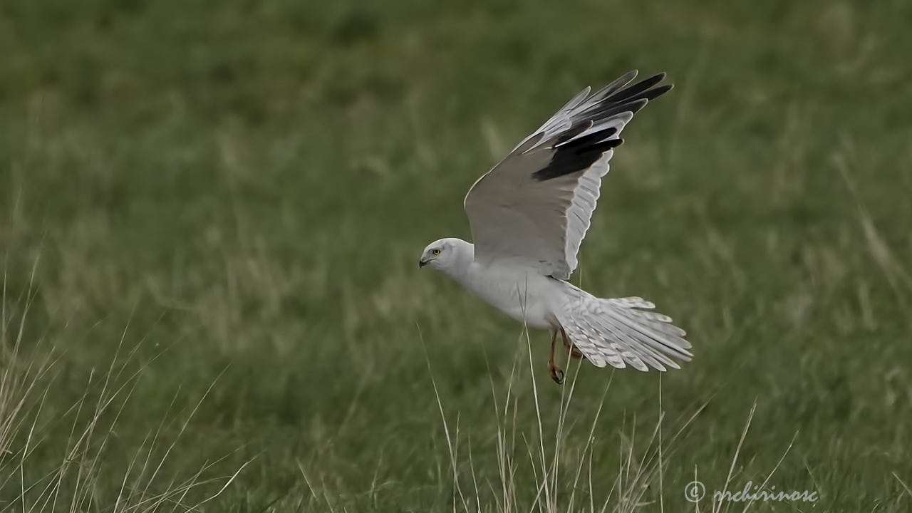 Pallid harrier