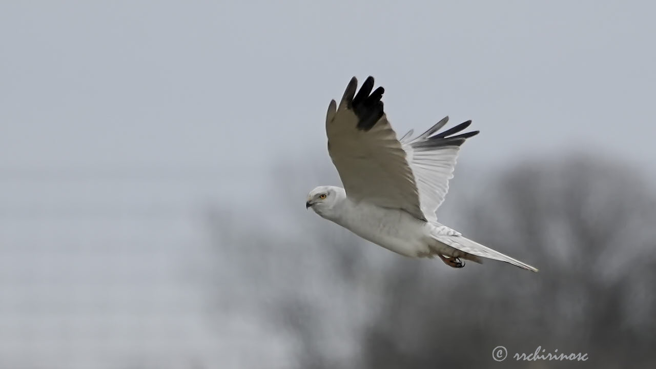 Pallid harrier