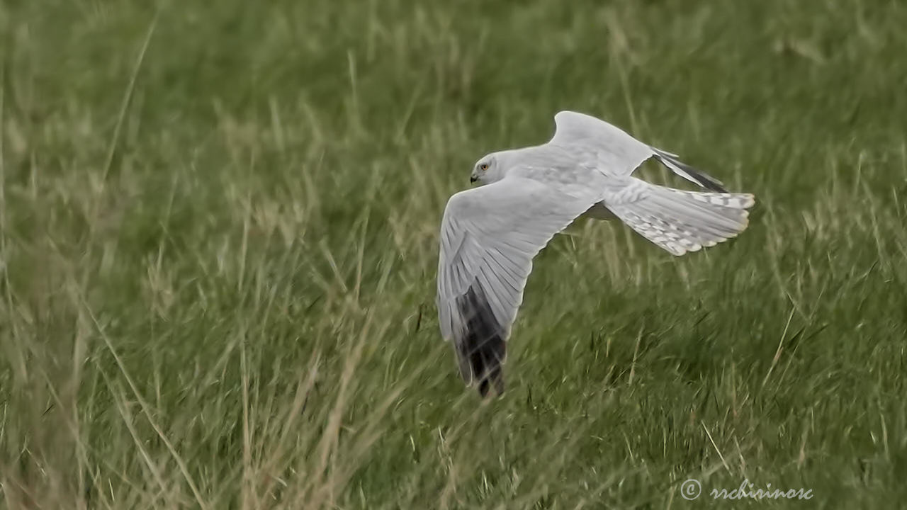Pallid harrier
