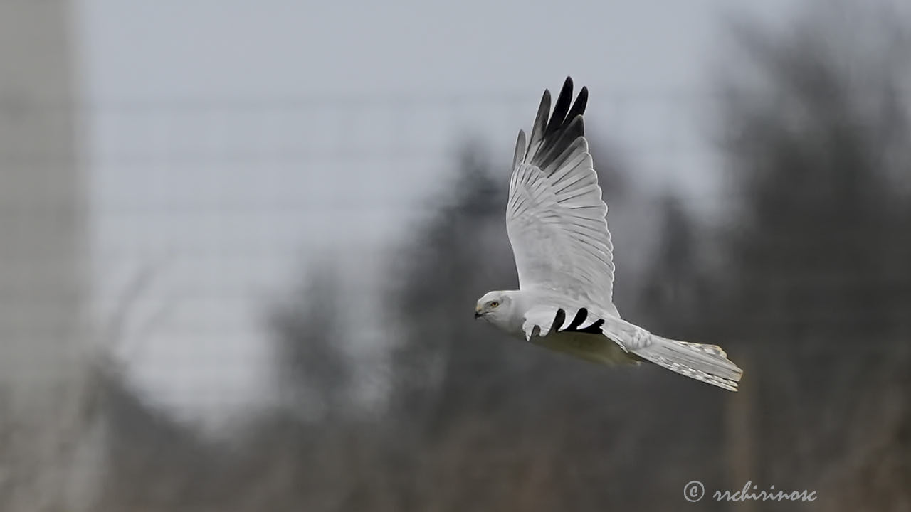 Pallid harrier