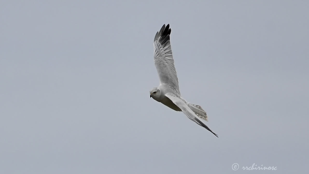 Pallid harrier