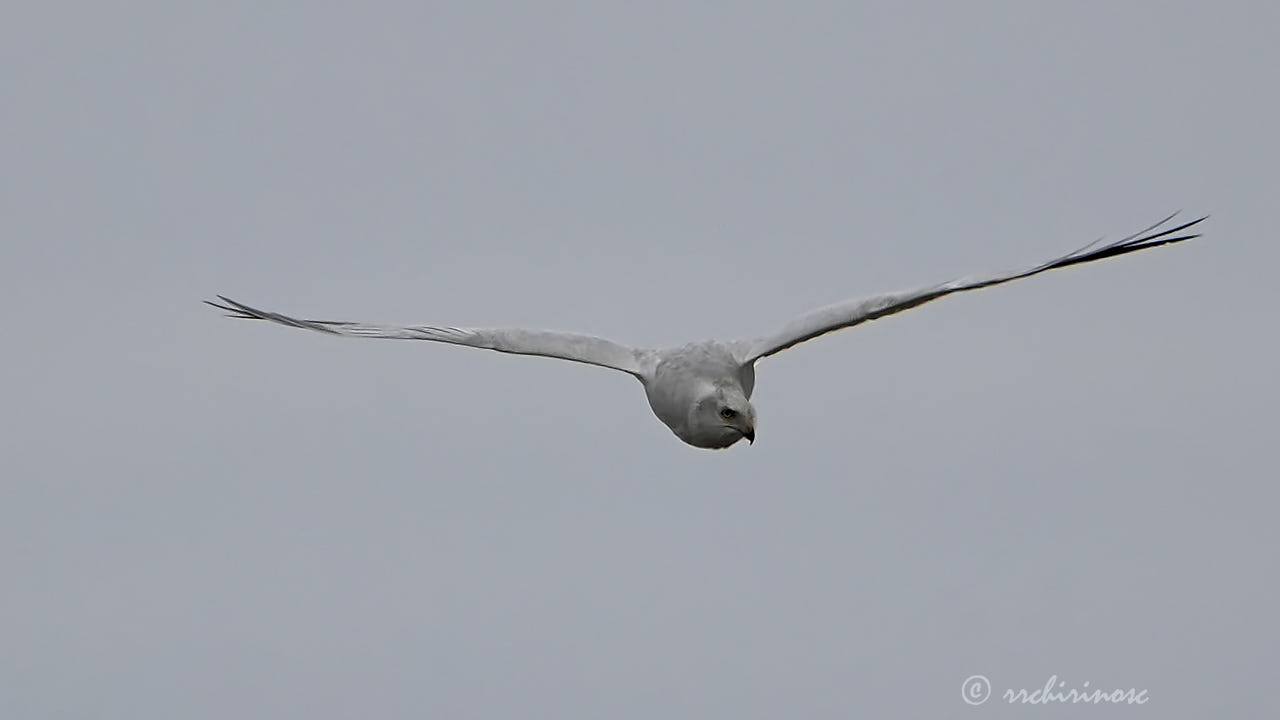 Pallid harrier