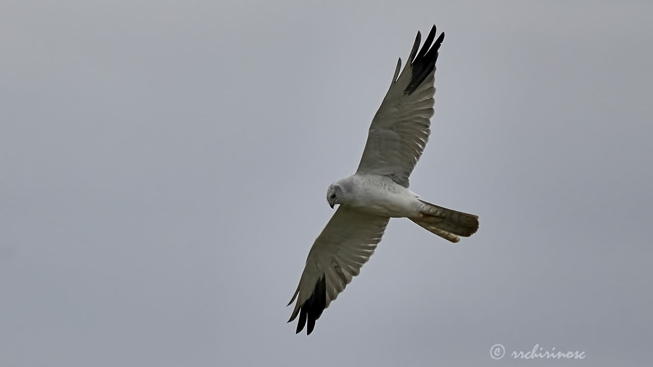 Pallid harrier