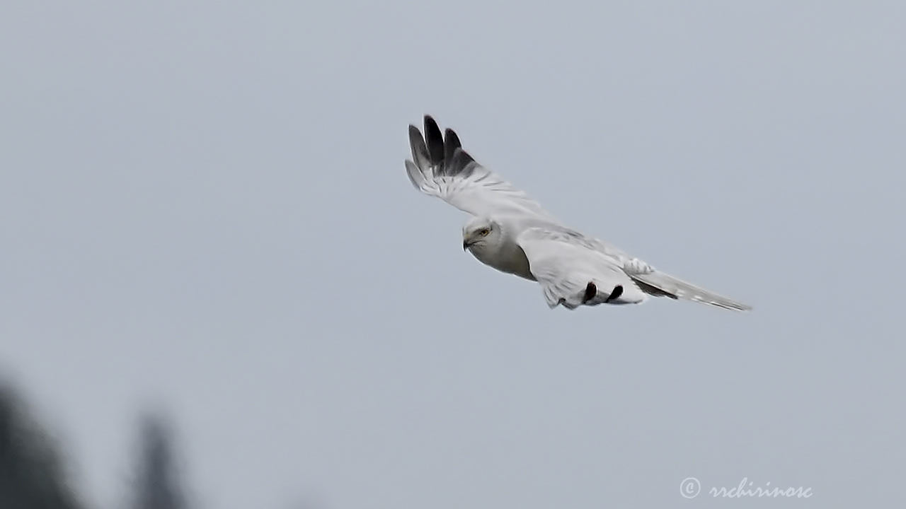 Pallid harrier