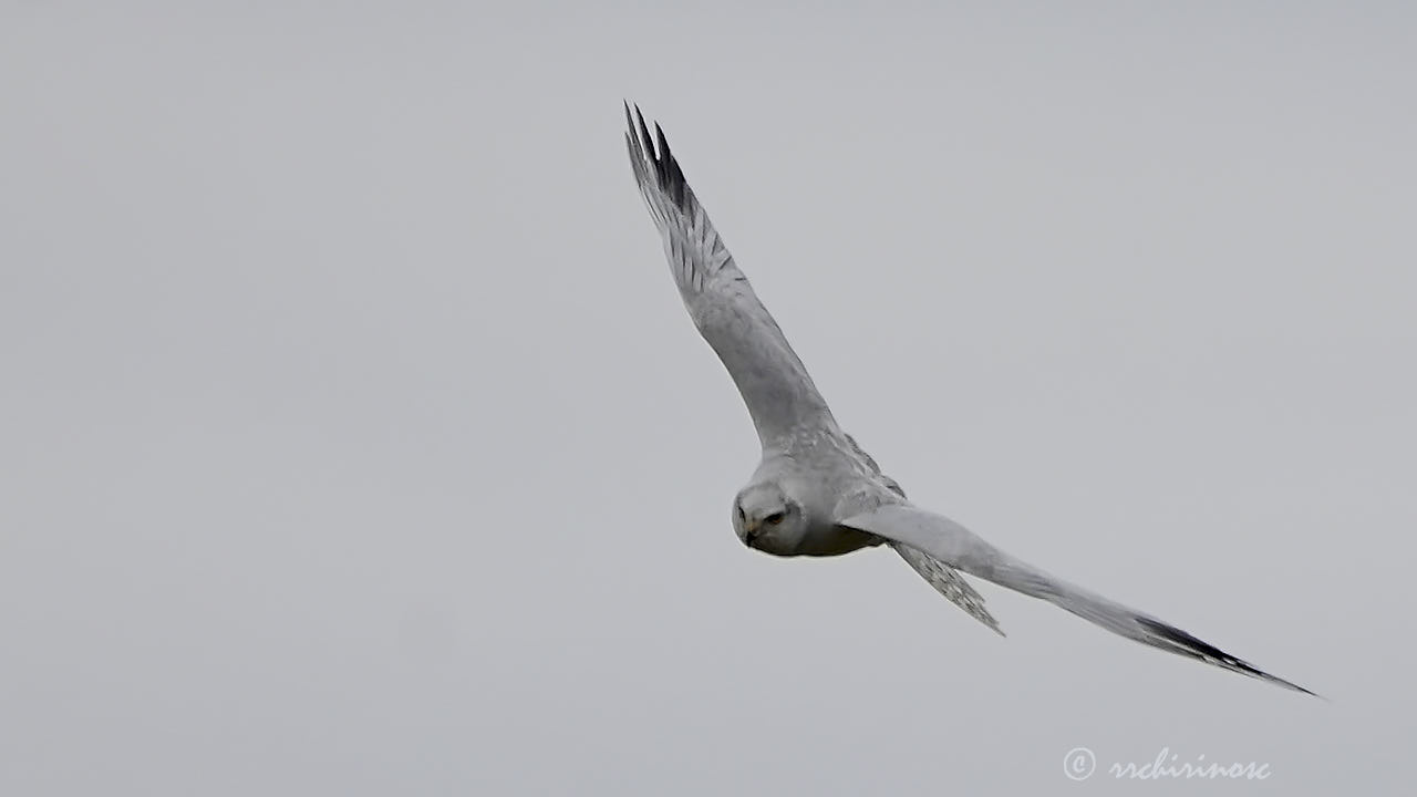 Pallid harrier