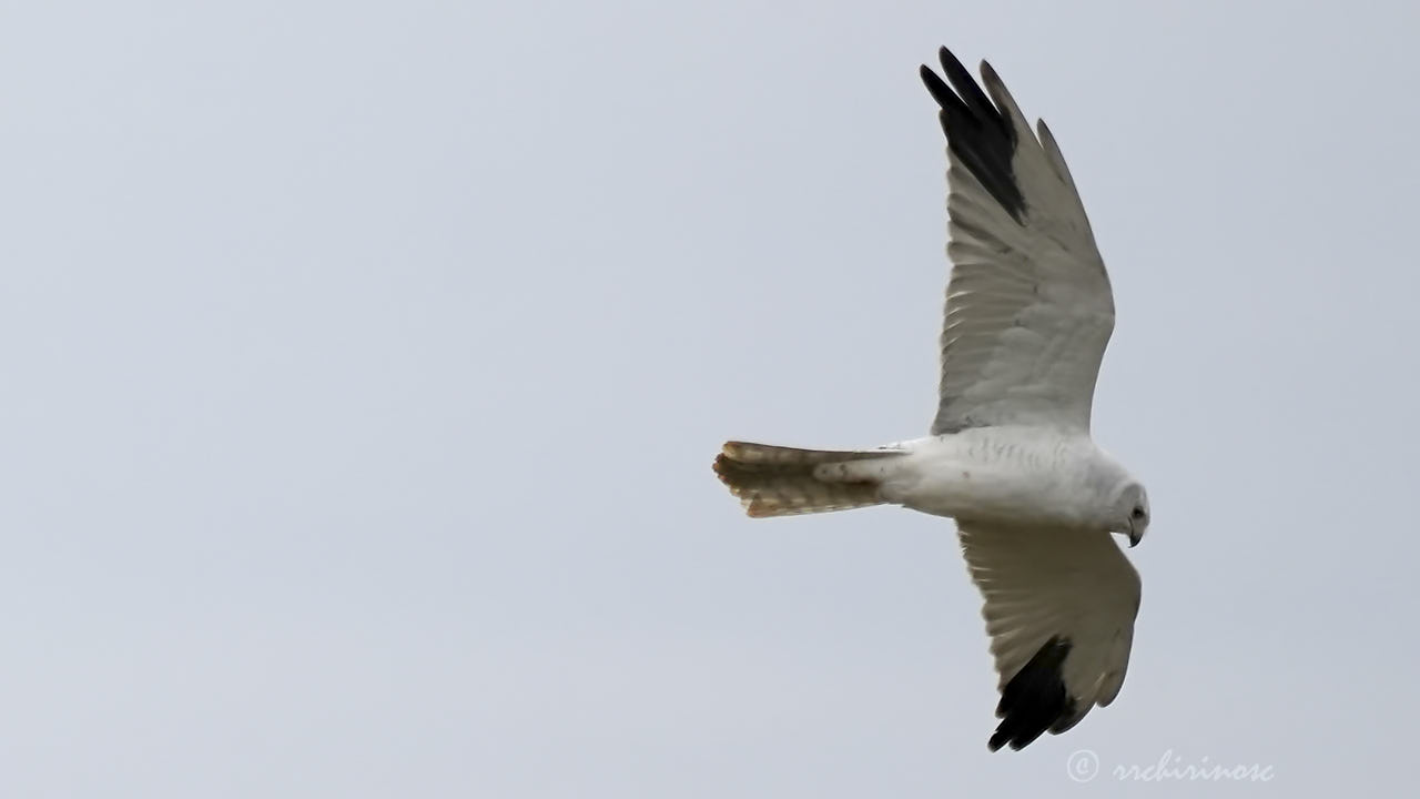 Pallid harrier