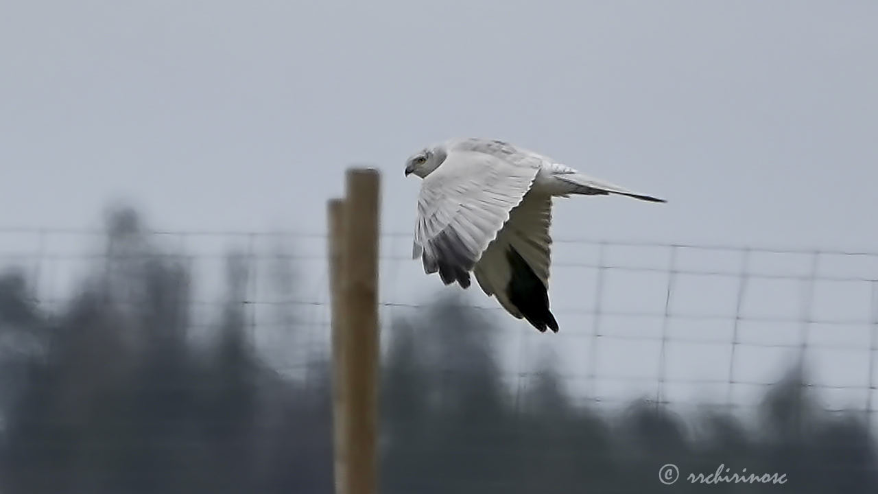 Pallid harrier