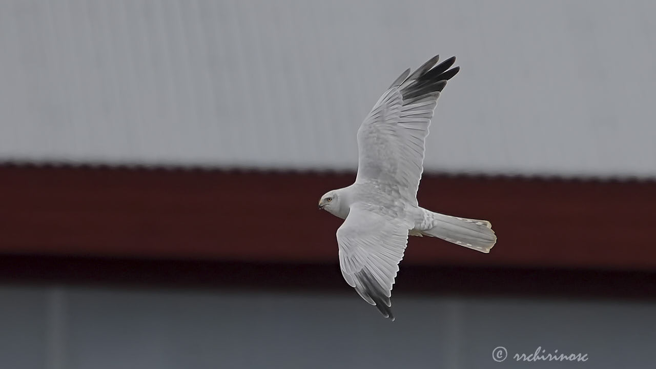 Pallid harrier