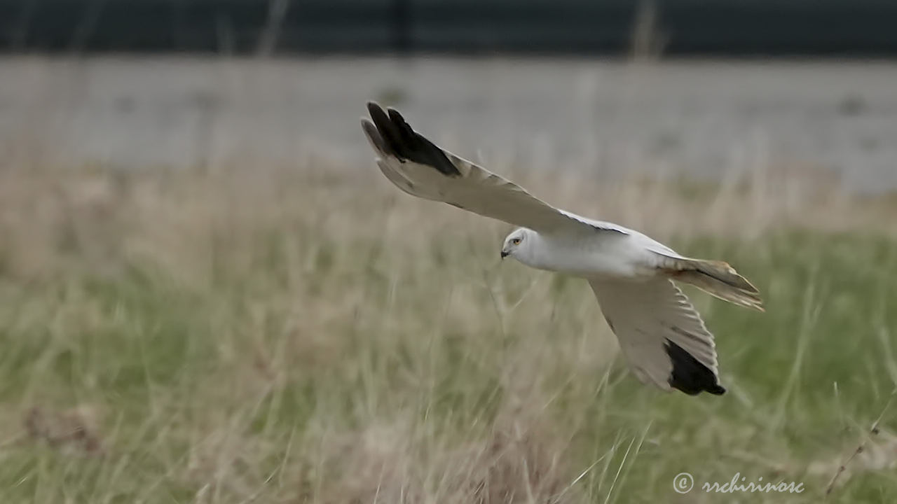 Pallid harrier