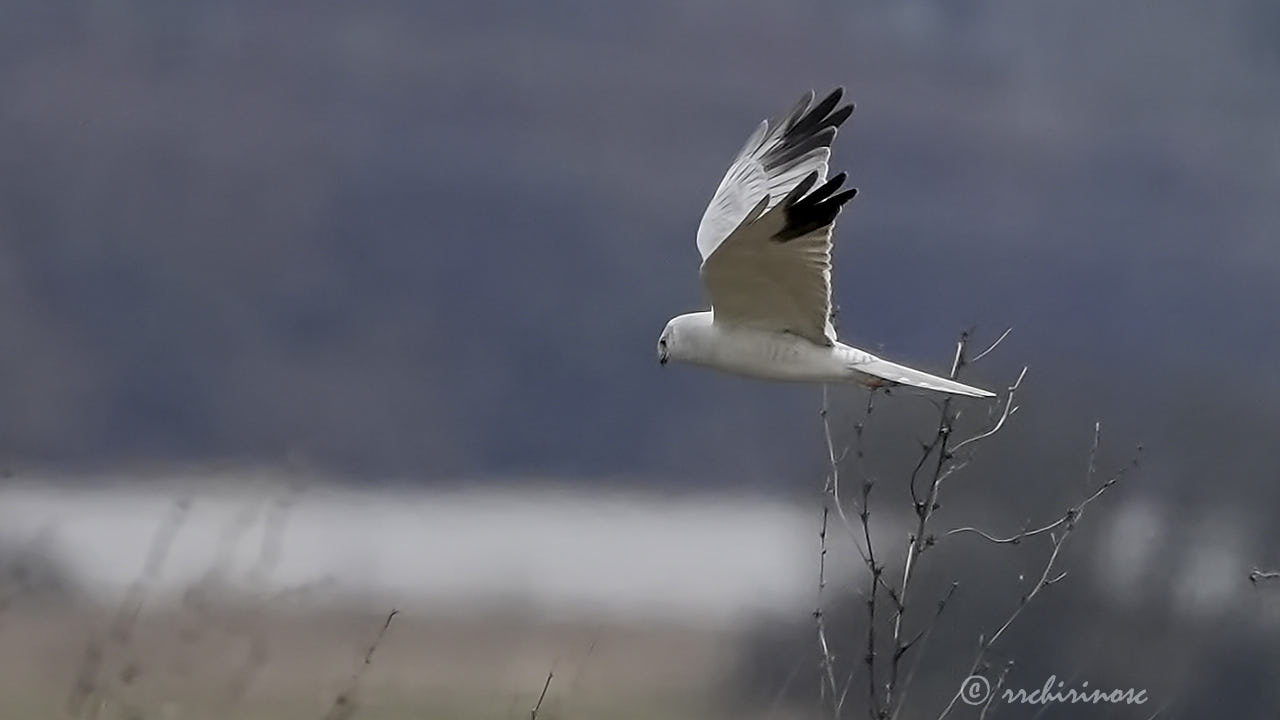 Pallid harrier