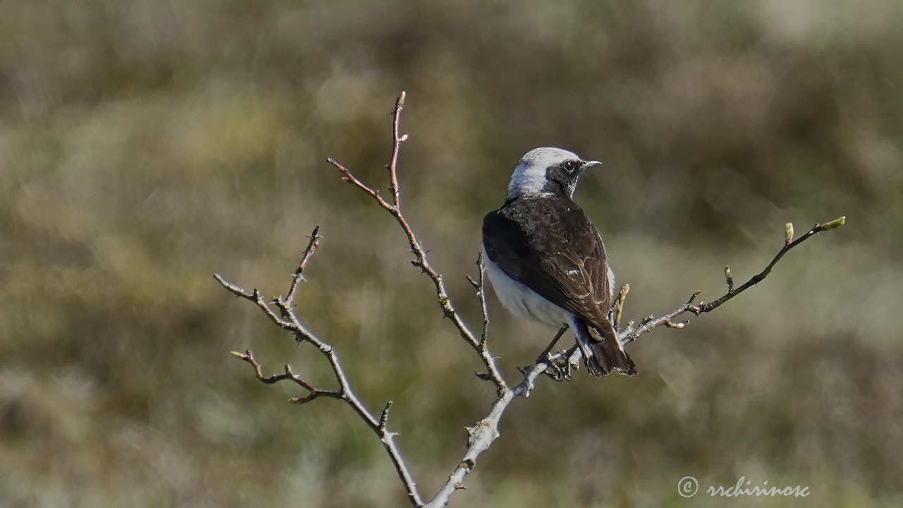 Pied wheatear