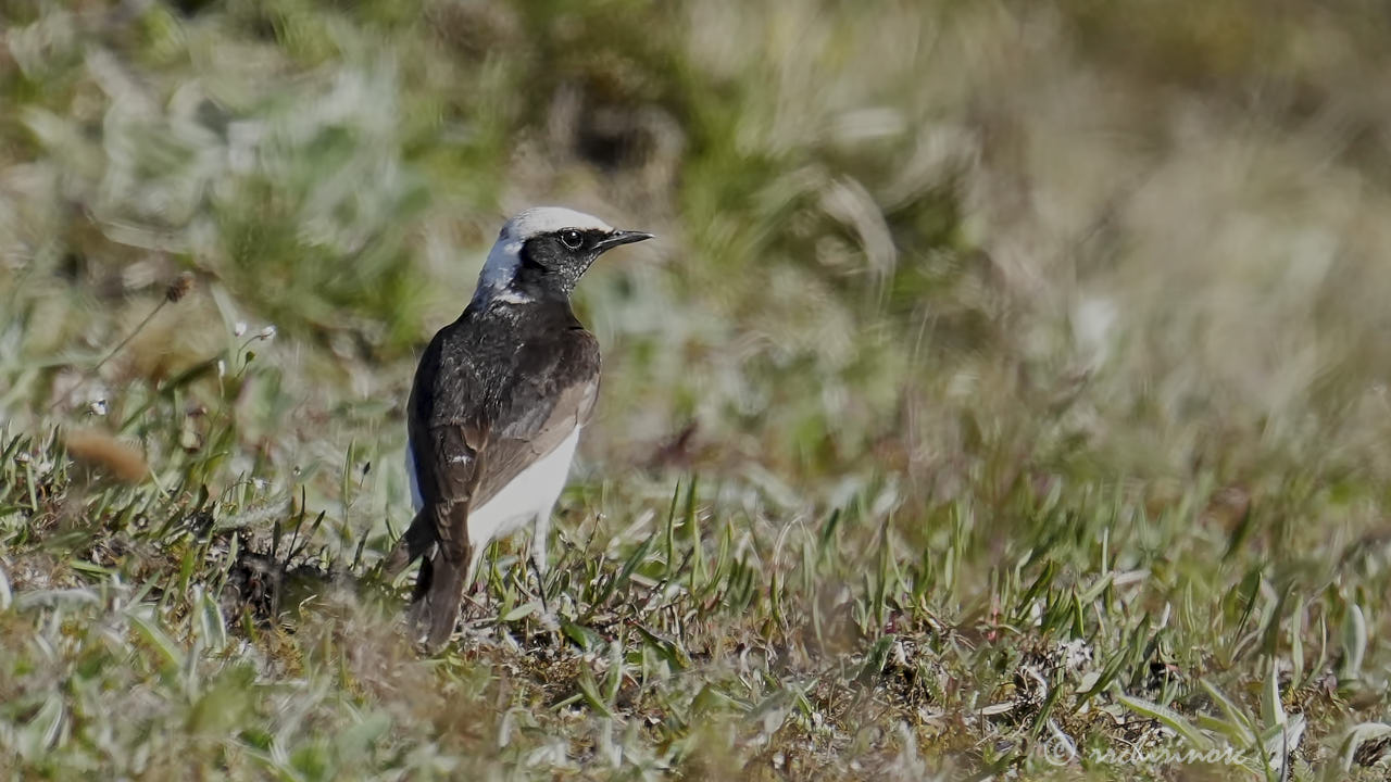 Pied wheatear
