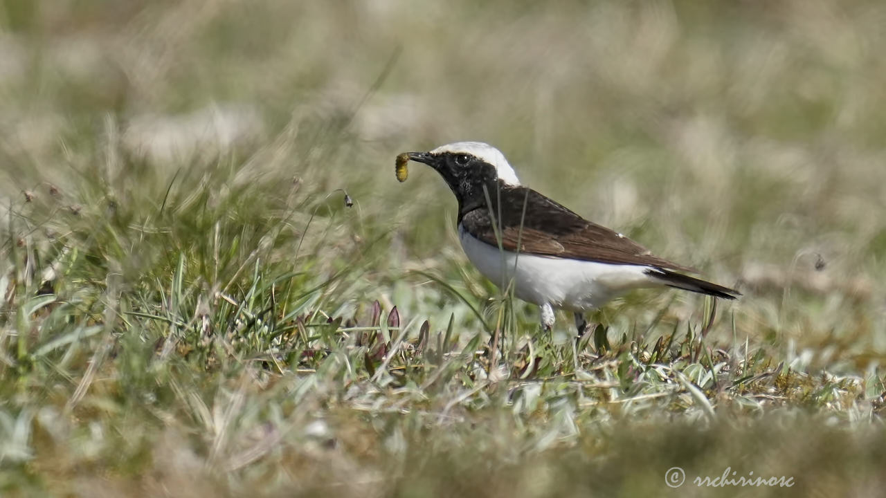 Pied wheatear