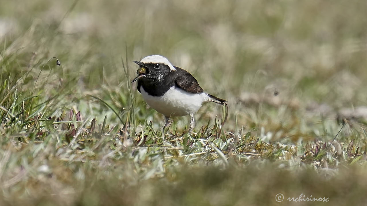 Pied wheatear