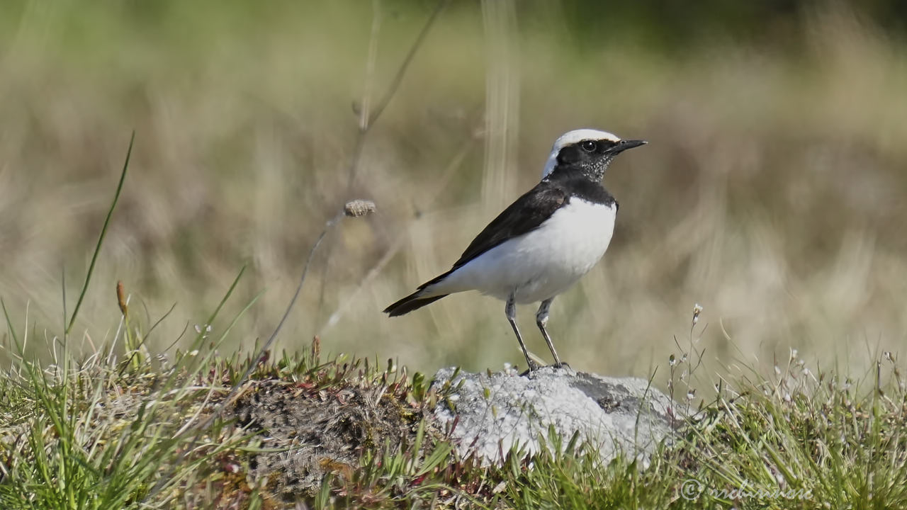 Pied wheatear