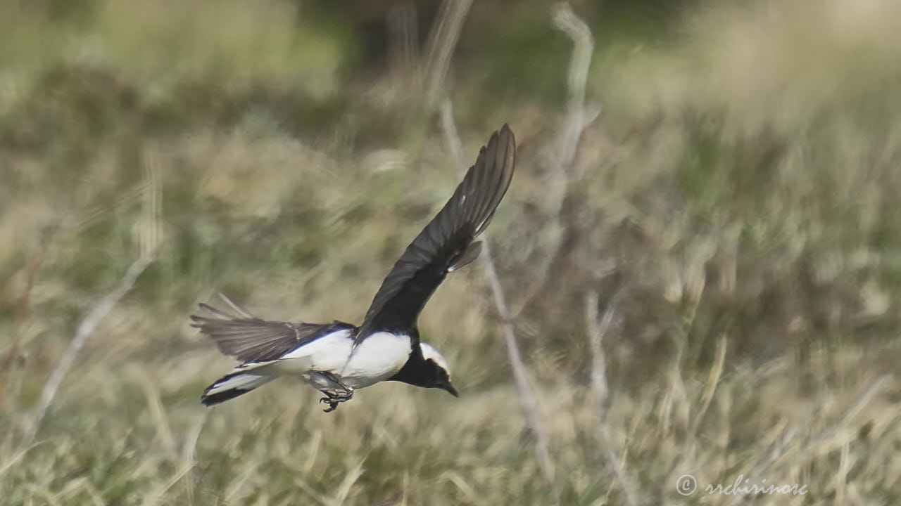 Pied wheatear