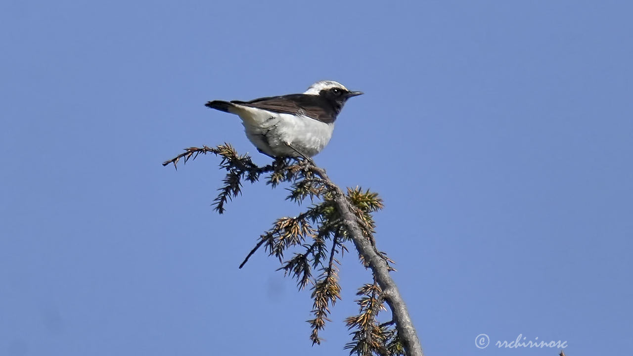 Pied wheatear
