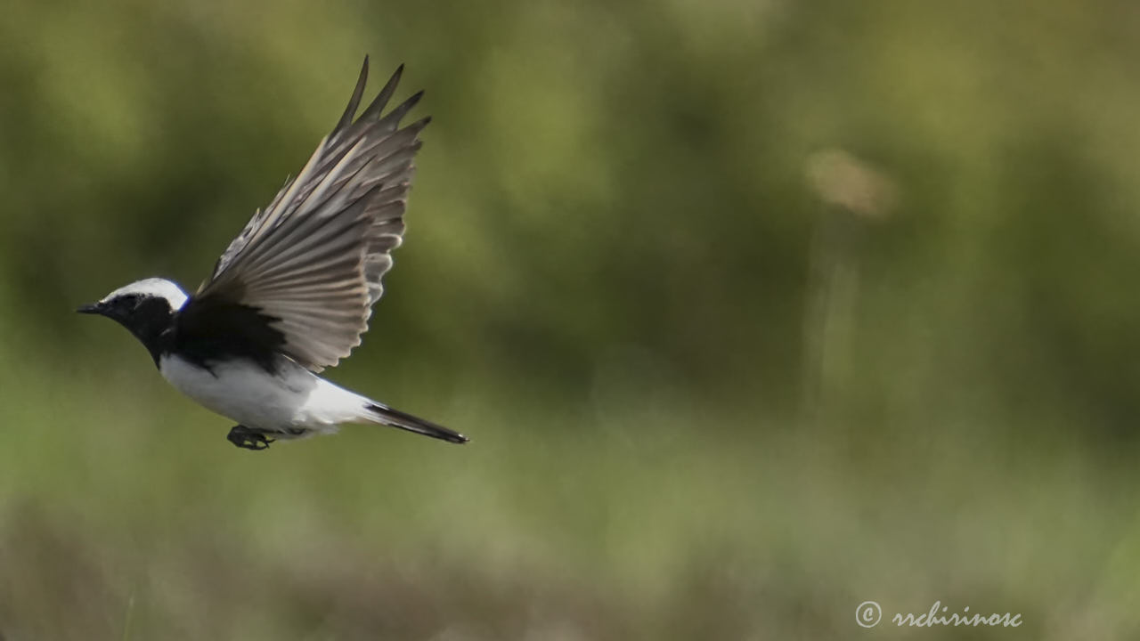 Pied wheatear
